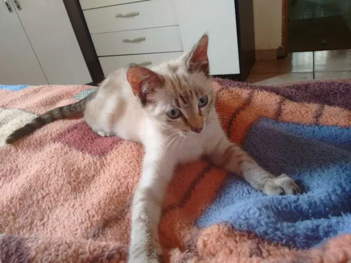 Gato ra a SRD idade 2 a 6 meses nome Charlotte