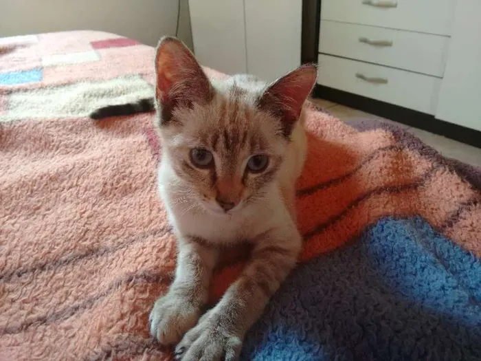 Gato ra a SRD idade 2 a 6 meses nome Charlotte