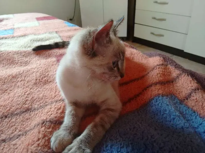 Gato ra a SRD idade 2 a 6 meses nome Charlotte