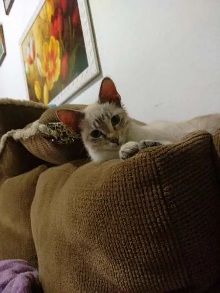 Gato ra a SRD idade 2 a 6 meses nome Charlotte