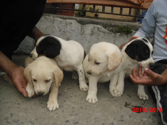 Cachorro ra a SRD idade Abaixo de 2 meses nome Filhotes