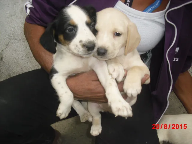 Cachorro ra a SRD idade Abaixo de 2 meses nome Filhotes