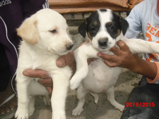 Cachorro ra a SRD idade Abaixo de 2 meses nome Filhotes