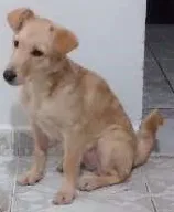 Cachorro ra a Vira Lata idade 2 a 6 meses nome Bárbara