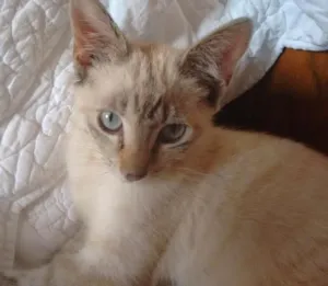 Gato raça SRD idade 2 a 6 meses nome Charlotte
