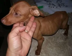 Cachorro raça indefinida idade  nome todos amarelos