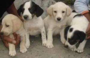 Cachorro raça SRD idade Abaixo de 2 meses nome Filhotes