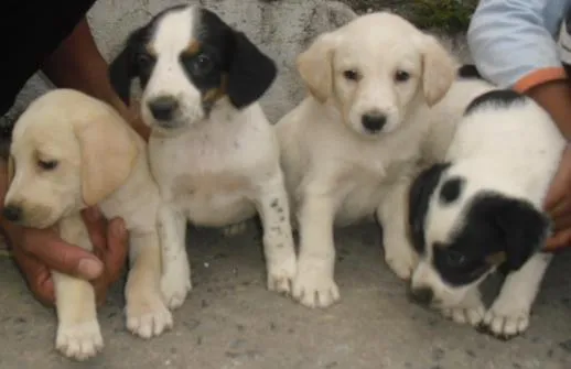 Cachorro ra a SRD idade Abaixo de 2 meses nome Filhotes