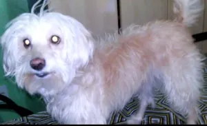 Cachorro raça Poodlo idade 2 a 6 meses nome Jubileu
