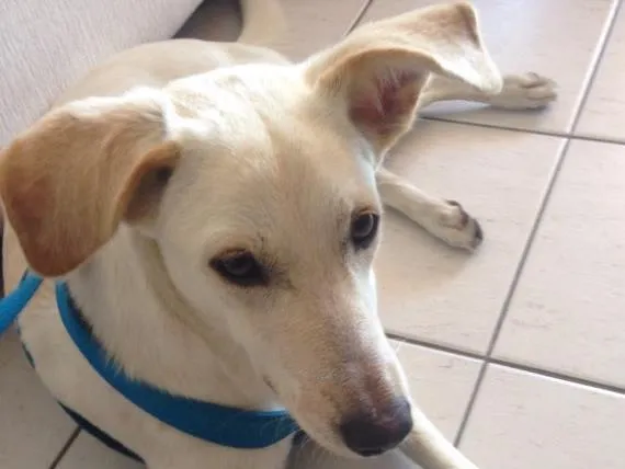 Cachorro ra a Sem raça definida idade 1 ano nome Princesa