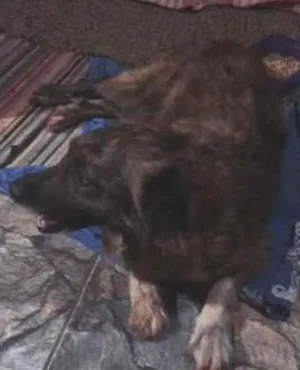 Cachorro raça Srd idade 7 a 11 meses nome Pipa
