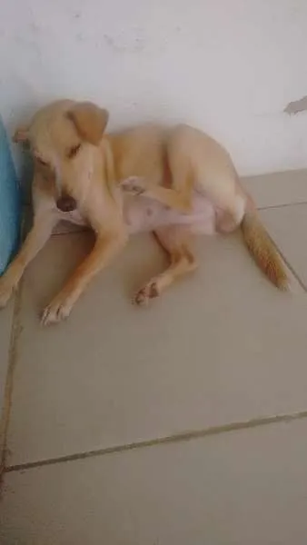 Cachorro ra a SDR idade 7 a 11 meses nome Lara