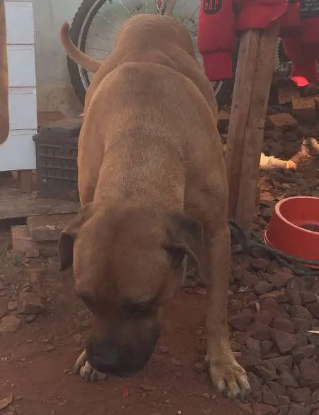 Cachorro ra a BoxerMIX idade  nome Encontrado BoxerMIX