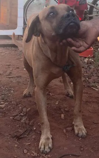 Cachorro ra a BoxerMIX idade  nome Encontrado BoxerMIX