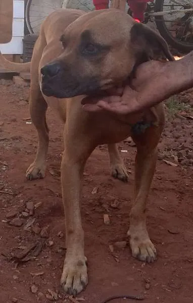 Cachorro ra a BoxerMIX idade  nome Encontrado BoxerMIX