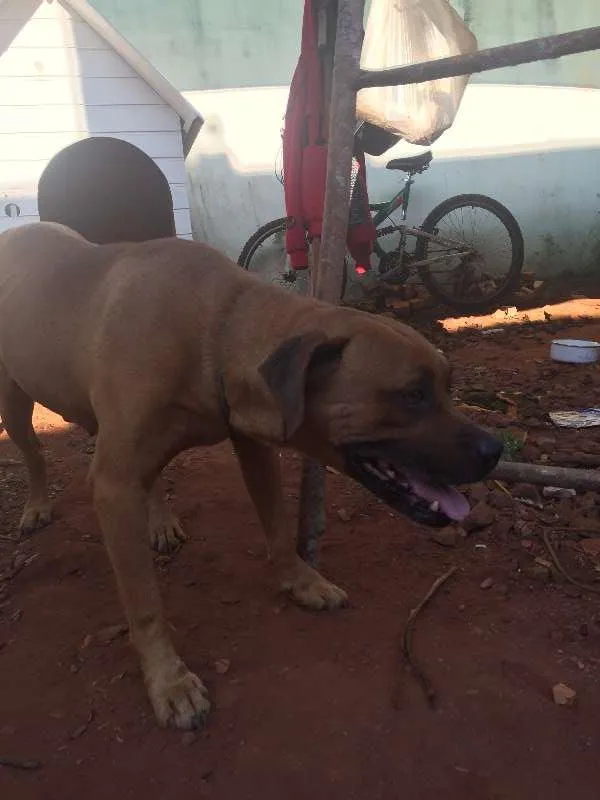 Cachorro ra a BoxerMIX idade  nome Encontrado BoxerMIX