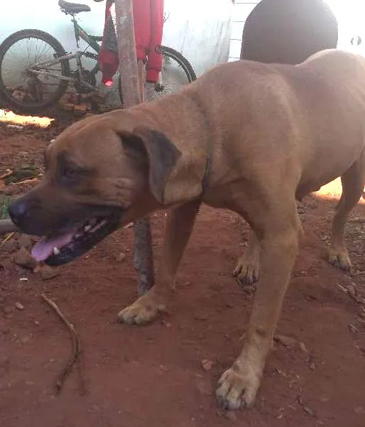 Cachorro ra a BoxerMIX idade  nome ENCONTRADO BoxerMIX