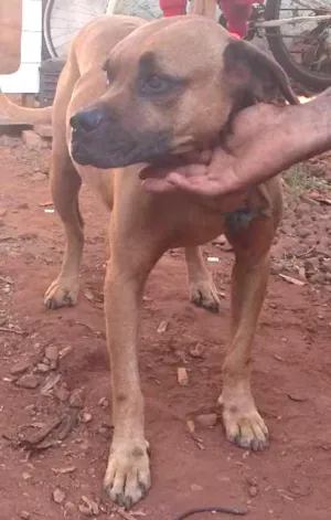 Cachorro raça BoxerMIX idade  nome ENCONTRADO BoxerMIX