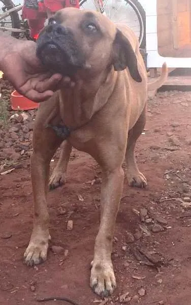 Cachorro ra a BoxerMIX idade  nome ENCONTRADO BoxerMIX