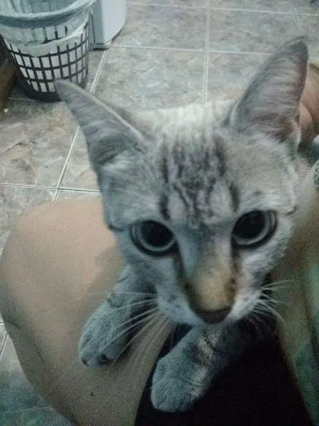 Gato ra a  idade 7 a 11 meses nome Lili