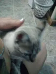 Lili