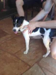 Dingo