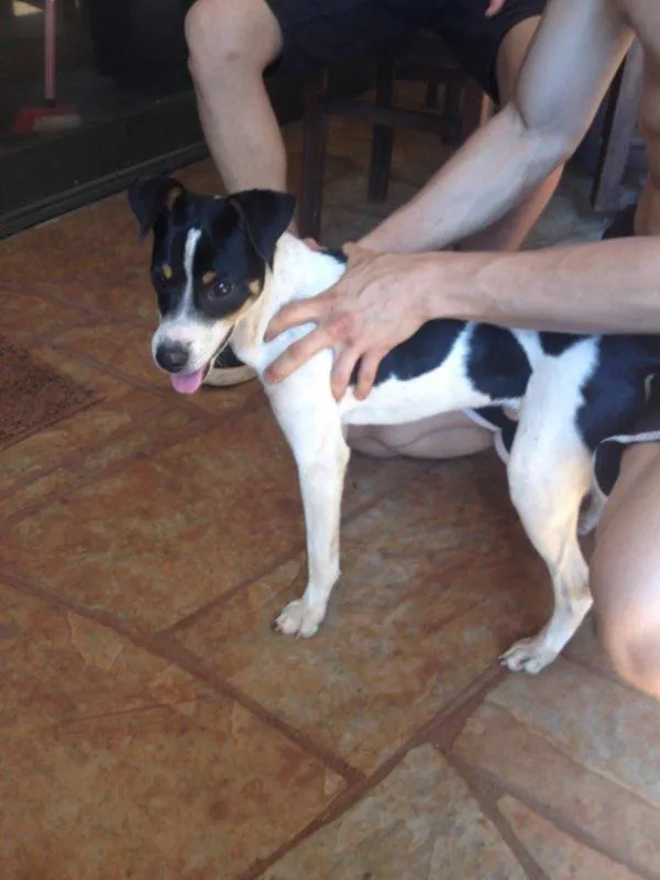 Cachorro ra a Fox paulistinha idade 1 ano nome Dingo