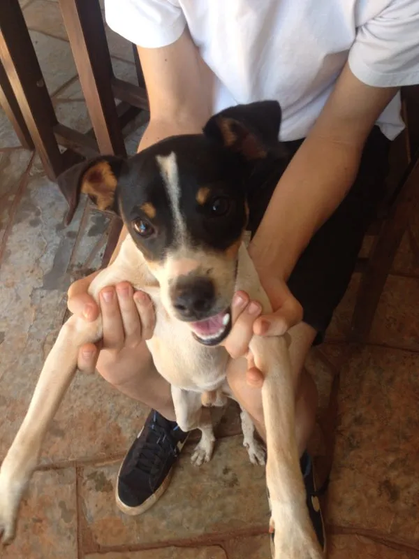 Cachorro ra a Fox paulistinha idade 1 ano nome Dingo