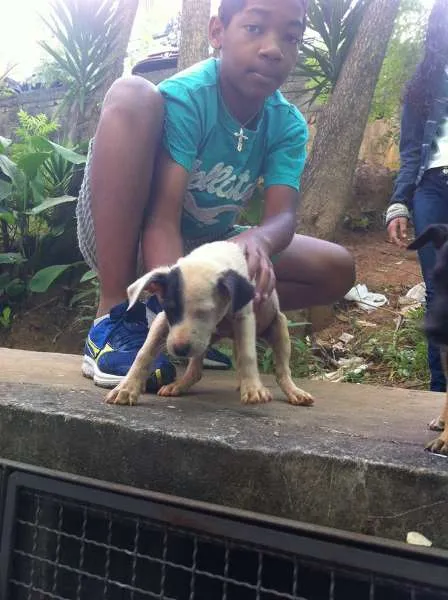 Cachorro ra a Sem raça definida idade 2 a 6 meses nome Filhote 