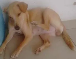 Cachorro raça SDR idade 7 a 11 meses nome Lara
