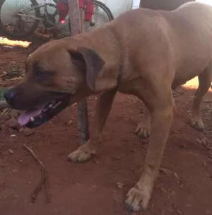 Cachorro raça BoxerMIX idade  nome Encontrado BoxerMIX
