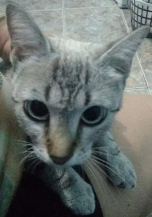 Gato raça  idade 7 a 11 meses nome Lili