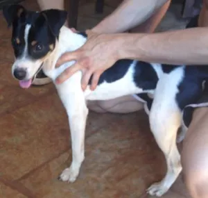 Cachorro raça Fox paulistinha idade 1 ano nome Dingo