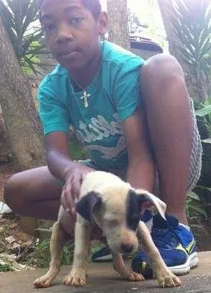 Cachorro ra a Sem raça definida idade 2 a 6 meses nome Filhote 