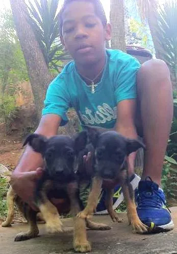 Cachorro ra a Sem raça definida idade 2 a 6 meses nome Filhotes