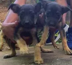 Cachorro ra a Sem raça definida idade 2 a 6 meses nome Filhotes