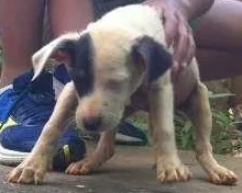 Cachorro ra a Sem raça definida idade 2 a 6 meses nome Filhote 