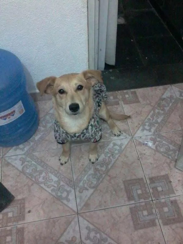 Cachorro ra a  idade 2 a 6 meses nome Meg