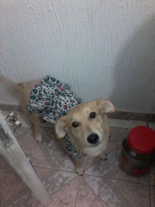 Cachorro ra a  idade 2 a 6 meses nome Meg