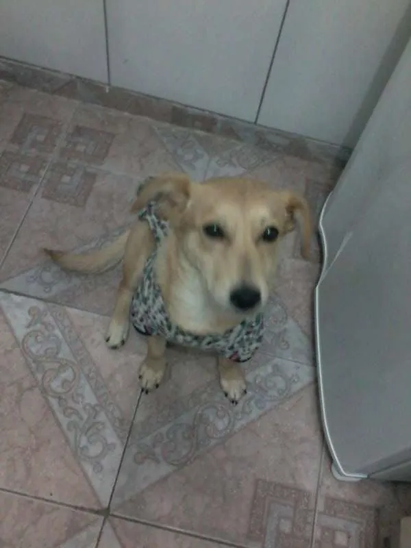 Cachorro ra a  idade 2 a 6 meses nome Meg