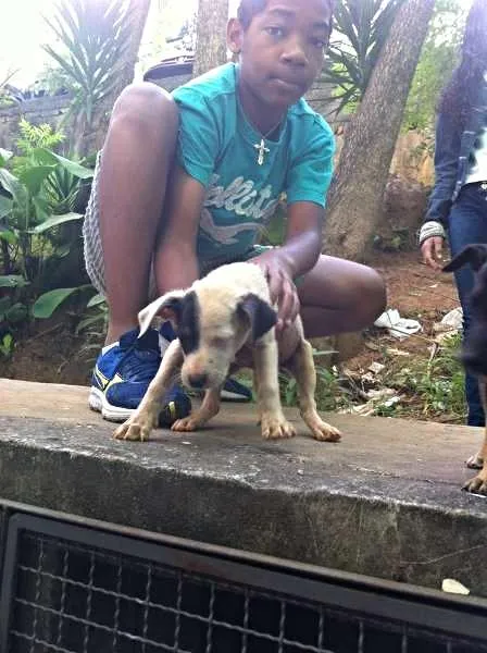 Cachorro ra a Sem raça definida idade 2 a 6 meses nome Filhote 
