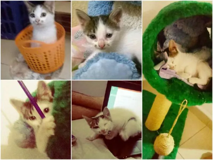 Gato ra a SRD idade 2 a 6 meses nome branquinho