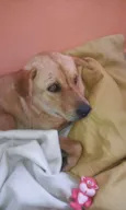 Princesa