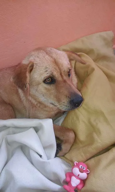 Cachorro raça Labrador misturado idade 7 a 11 meses nome Princesa