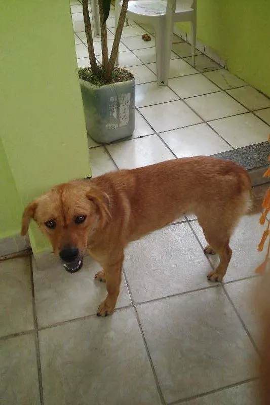Cachorro raça Labrador misturado idade 7 a 11 meses nome Princesa
