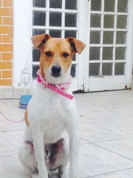 Cachorro ra a Indefinida idade  nome Não sei