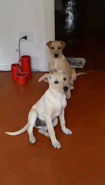 Cachorro ra a SRD idade 2 a 6 meses nome Branca/Marrom