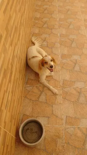 Cachorro raça SRD idade 4 anos nome MAIK