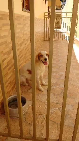 Cachorro raça SRD idade 4 anos nome MAIK