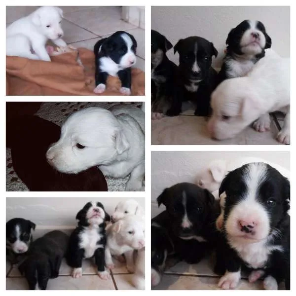 Cachorro ra a Indefinida idade Abaixo de 2 meses nome Sem nomes